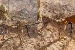 Collage photo of a cheetah.
